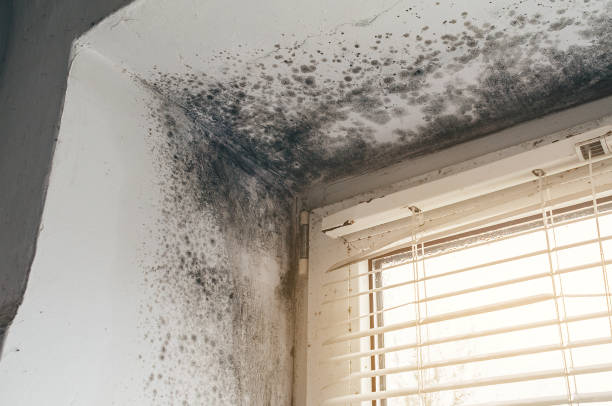 Affordable Bathroom Mold Removal solutions in Clifton, IL